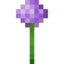 Allium